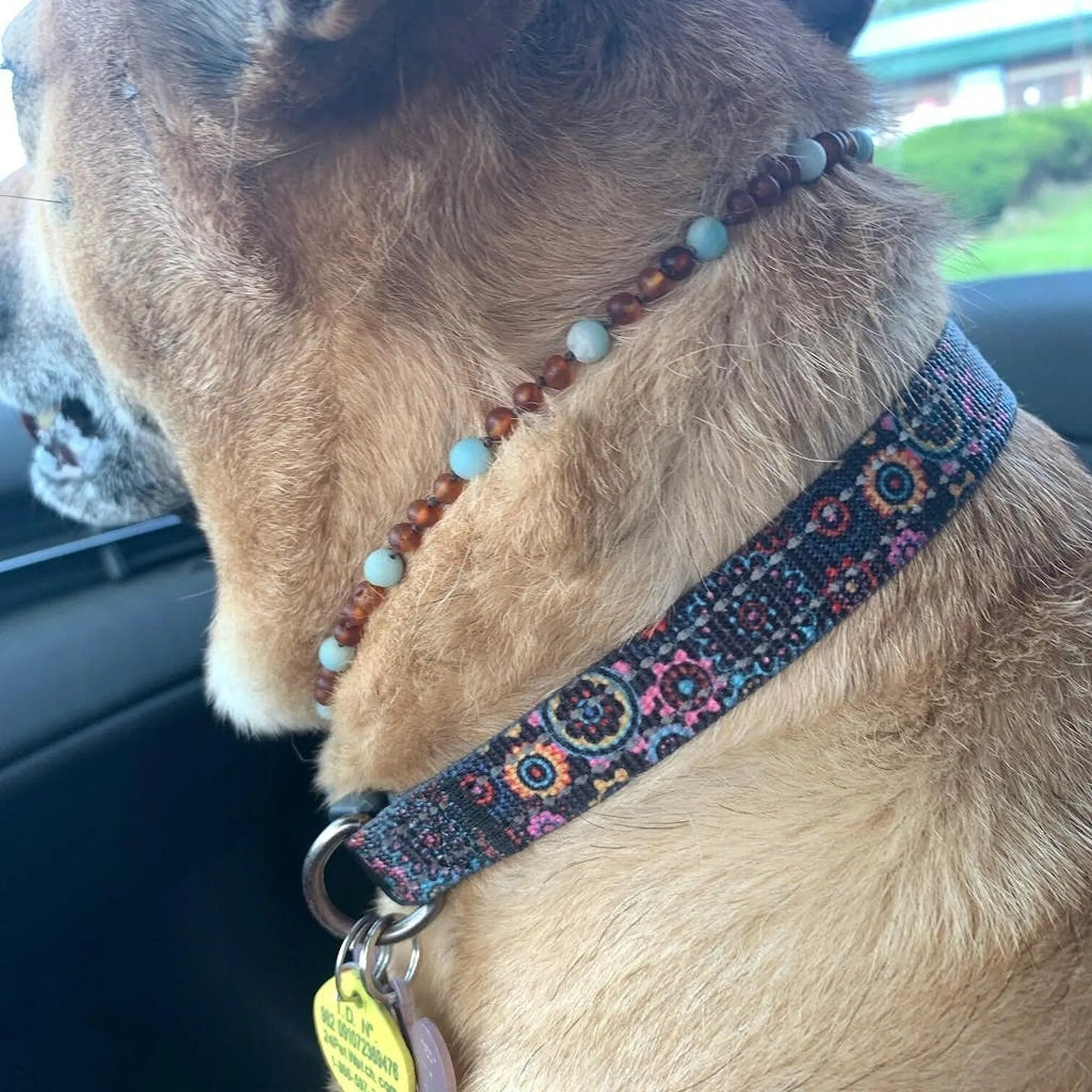 Pet | Freshwater Pearl Accent   Raw Cognac Amber Collar
