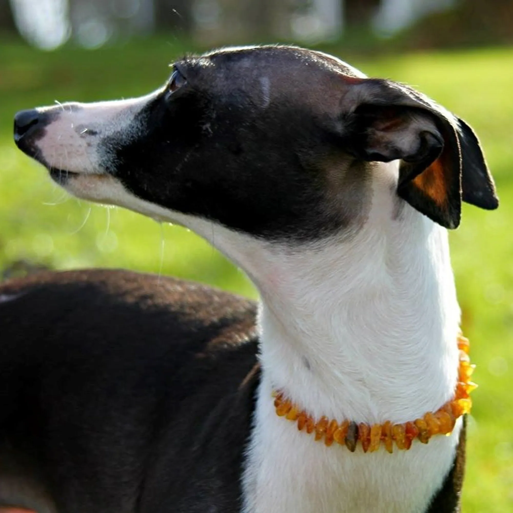 Pet | Freshwater Pearl Accent   Raw Cognac Amber Collar
