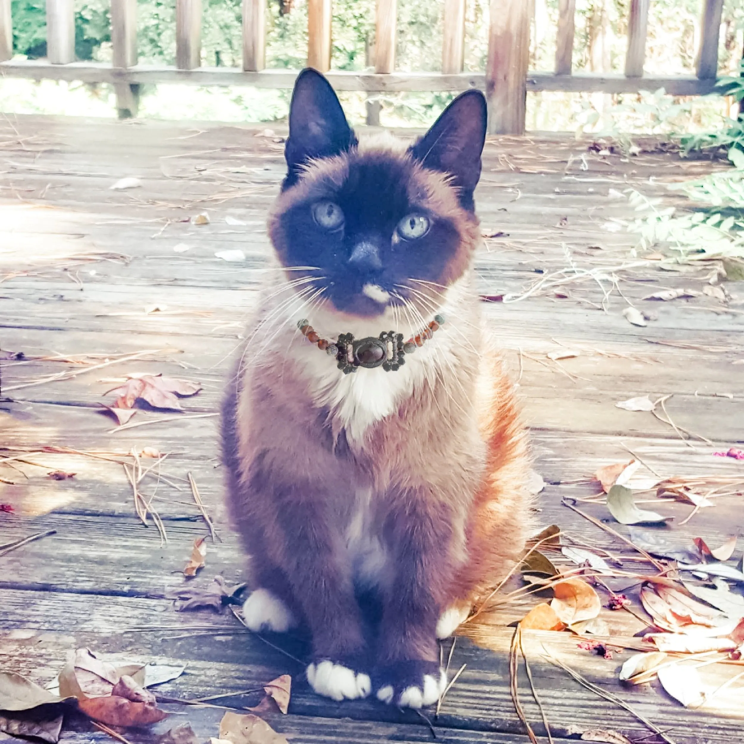 Pet | Freshwater Pearl Accent   Raw Cognac Amber Collar